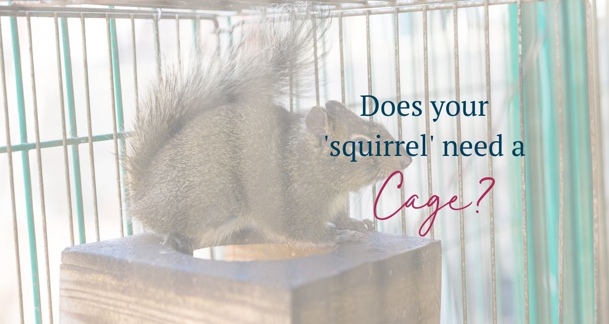 Does your squirrel need a cage